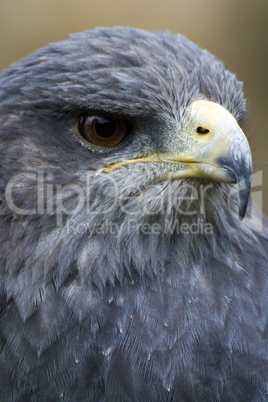 Bussard