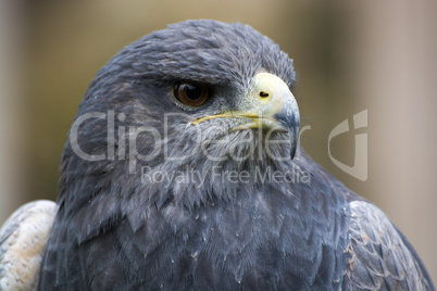 Bussard