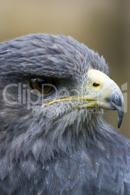 Bussard