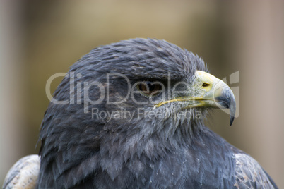 Bussard