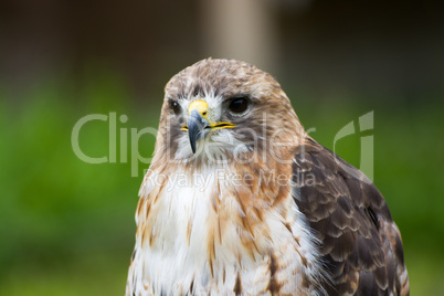 Bussard