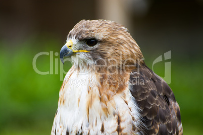 Bussard