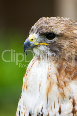 Bussard