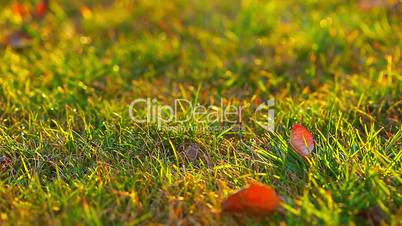 autumn leaves in green grass. timelapse.