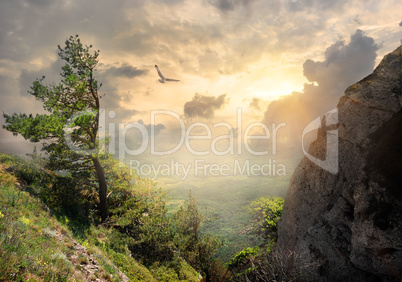 Tree on the mountain