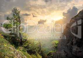 Tree on the mountain