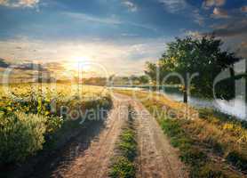 Field of sunflowers near river