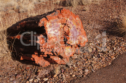 Petrified-Forest-National-Park, Arizona, USA