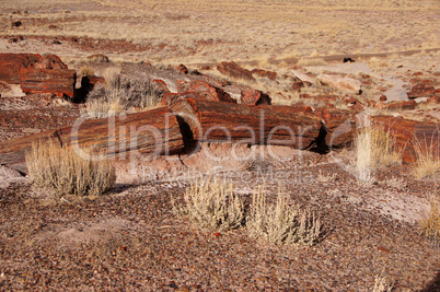 Petrified-Forest-National-Park, Arizona, USA