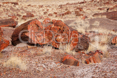 Petrified-Forest-National-Park, Arizona, USA