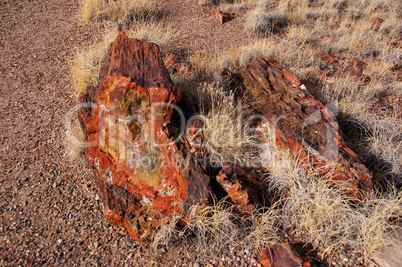 Petrified-Forest-National-Park, Arizona, USA