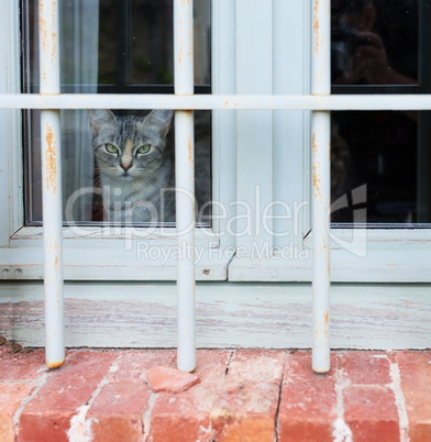 Cat in the window