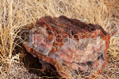 Petrified-Forest-National-Park, Arizona, USA