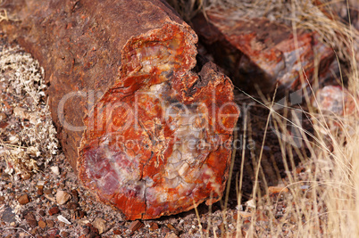 Petrified-Forest-National-Park, Arizona, USA