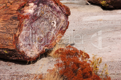 Petrified-Forest-National-Park, Arizona, USA