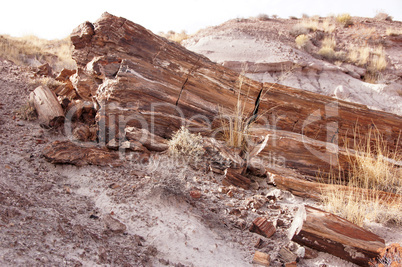 Petrified-Forest-National-Park, Arizona, USA