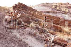 Petrified-Forest-National-Park, Arizona, USA