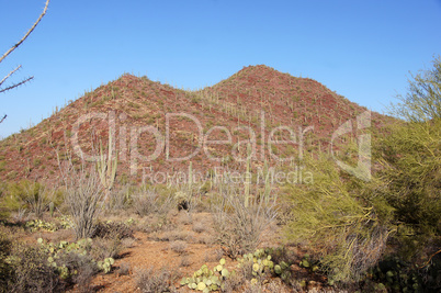 Organ Pipe Cactus National Monument, Arizona, USA