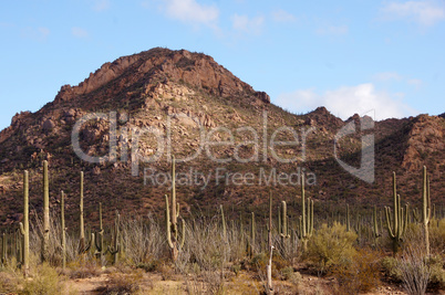 Organ Pipe Cactus National Monument, Arizona, USA