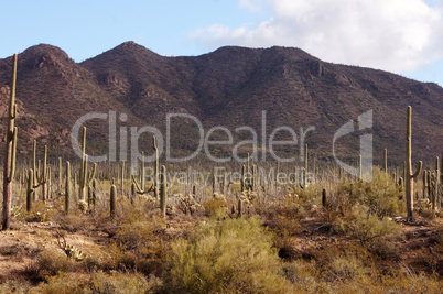 Organ Pipe Cactus National Monument, Arizona, USA