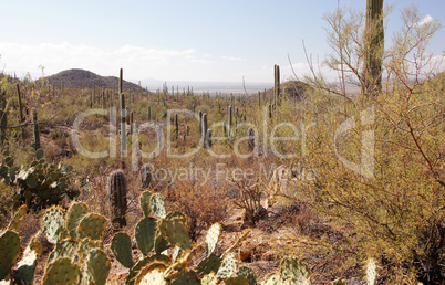 Organ Pipe Cactus National Monument, Arizona, USA