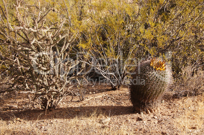 Organ Pipe Cactus National Monument, Arizona, USA