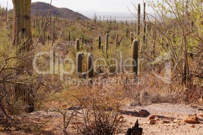 Organ Pipe Cactus National Monument, Arizona, USA