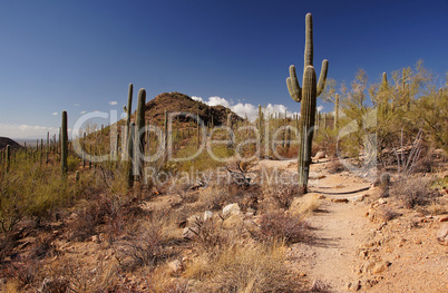 Organ Pipe Cactus National Monument, Arizona, USA