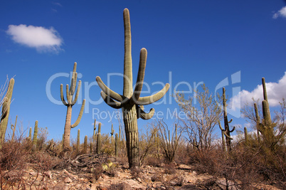 Organ Pipe Cactus National Monument, Arizona, USA