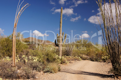 Organ Pipe Cactus National Monument, Arizona, USA