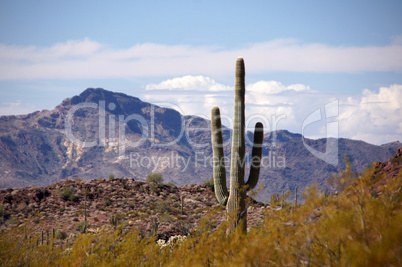 Organ Pipe Cactus National Monument, Arizona, USA