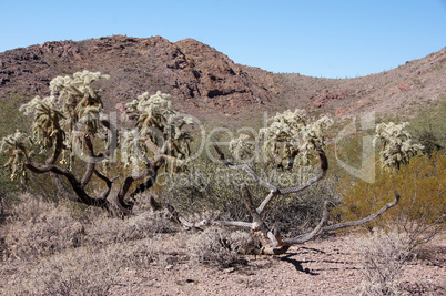 Organ Pipe Cactus National Monument, Arizona, USA