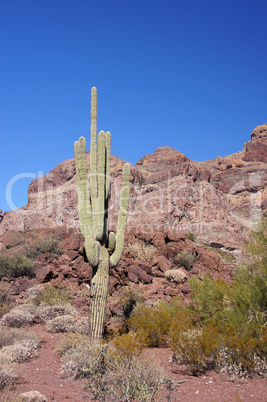 Organ Pipe Cactus National Monument, Arizona, USA