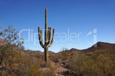 Organ Pipe Cactus National Monument, Arizona, USA