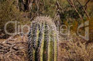 Organ Pipe Cactus National Monument, Arizona, USA