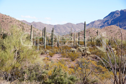 Organ Pipe Cactus National Monument, Arizona, USA