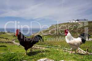 Huhn in Cornwall