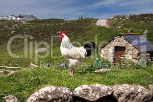 Huhn in Cornwall