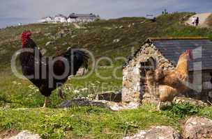 Huhn in Cornwall