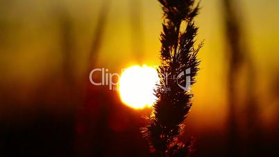 wheat at dawn