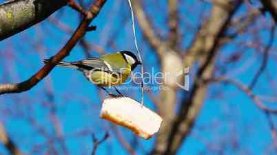 Blue tit bird eating from a fat in winter
