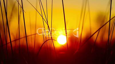 wheat at dawn