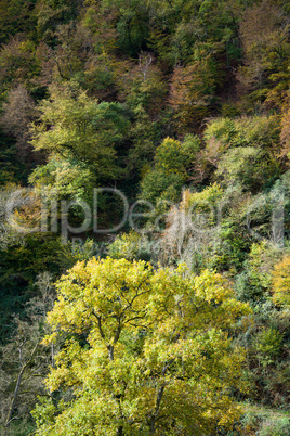 Eifel im Herbst