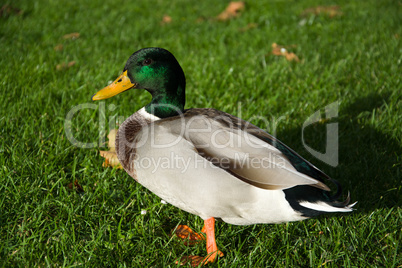 Eine Ente