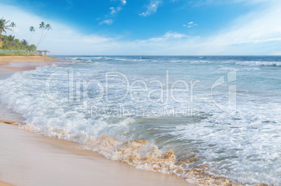 ocean and coconut palms on the shore