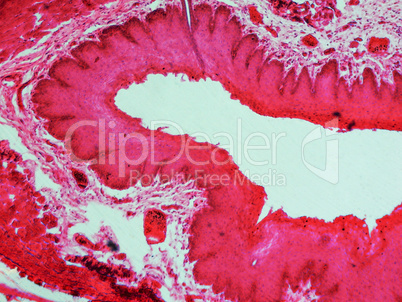 Epithelium micrograph