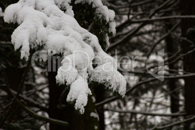 Christmas tree in snow