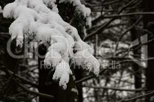 Christmas tree in snow