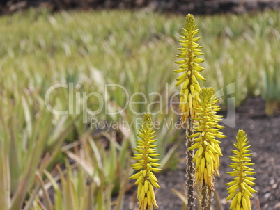 Echte Aloe Vera, Bluetenstand