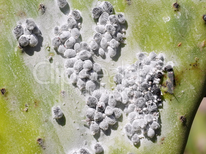 Cochenille-Larven auf Opuntien